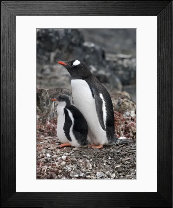 Framed Print : Picture No. 10888337 Framed Print : Picture No. 10888337