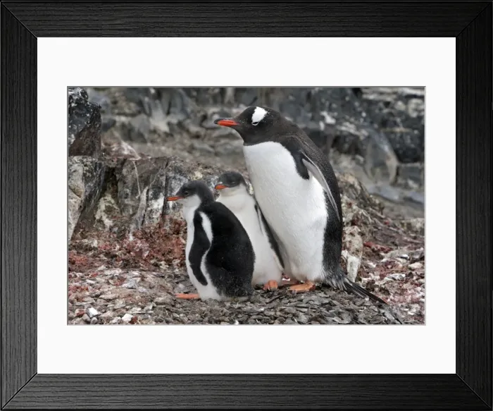 Framed Print : Picture No. 10888336 Framed Print : Picture No. 10888336