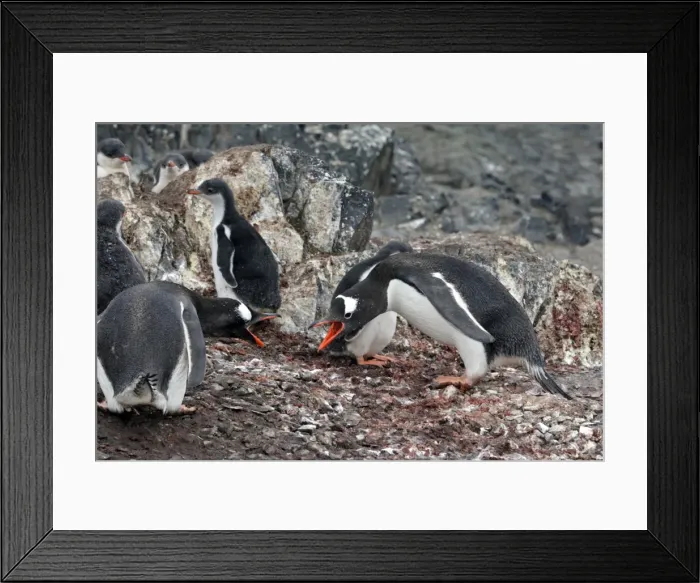 Framed Print : Picture No. 10888338 Framed Print : Picture No. 10888338