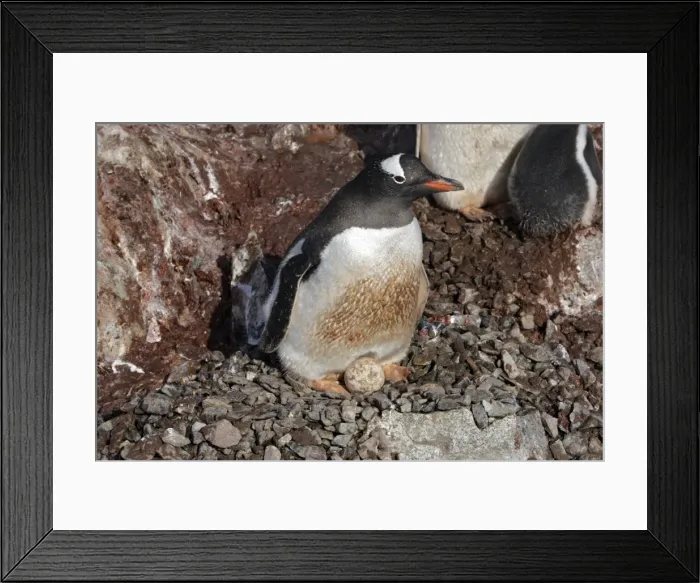 Framed Print : Picture No. 10888341 Framed Print : Picture No. 10888341
