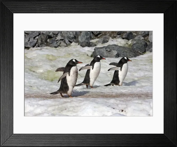Framed Print : Picture No. 10888344 Framed Print : Picture No. 10888344