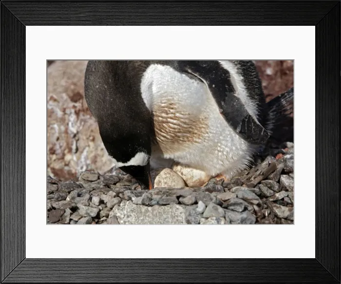 Framed Print : Picture No. 10888342 Framed Print : Picture No. 10888342