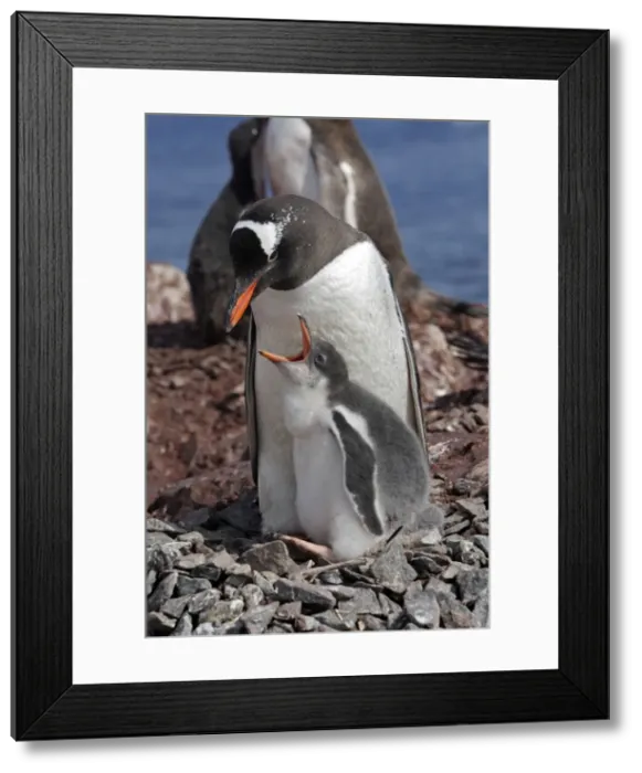 Framed Print : Picture No. 10888348 Framed Print : Picture No. 10888348