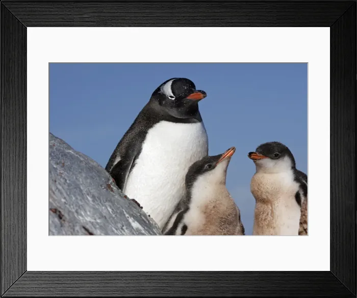 Framed Print : Picture No. 10888343 Framed Print : Picture No. 10888343