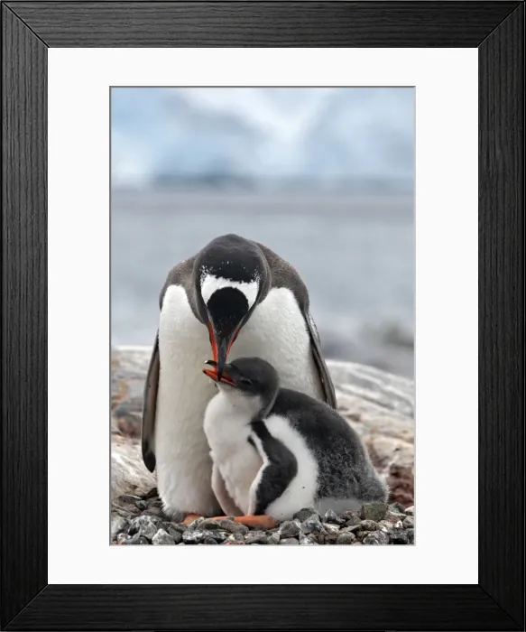 Framed Print : Picture No. 10888350 Framed Print : Picture No. 10888350