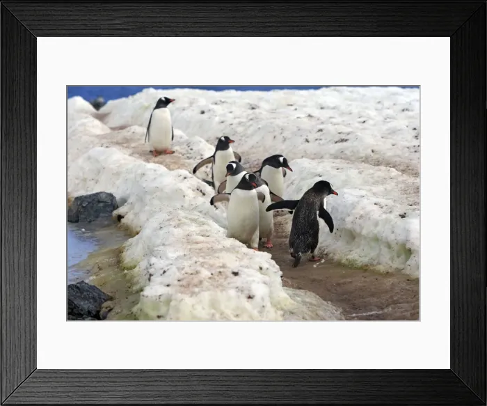 Framed Print : Picture No. 10888346 Framed Print : Picture No. 10888346