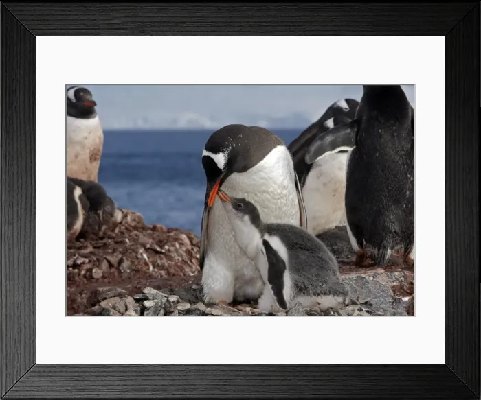 Framed Print : Picture No. 10888347 Framed Print : Picture No. 10888347