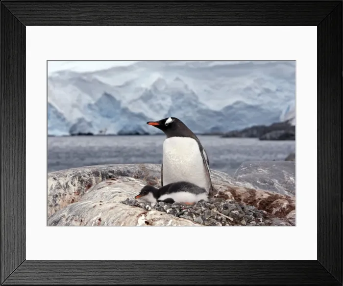 Framed Print : Picture No. 10888349 Framed Print : Picture No. 10888349