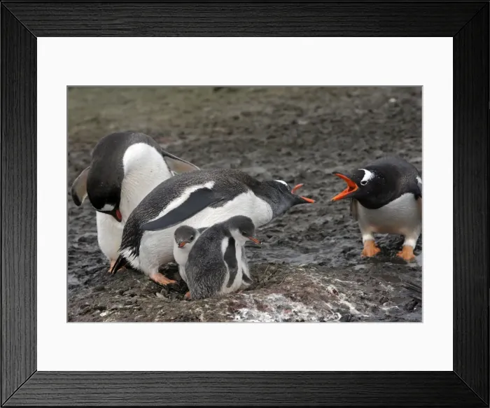 Framed Print : Picture No. 10888354 Framed Print : Picture No. 10888354