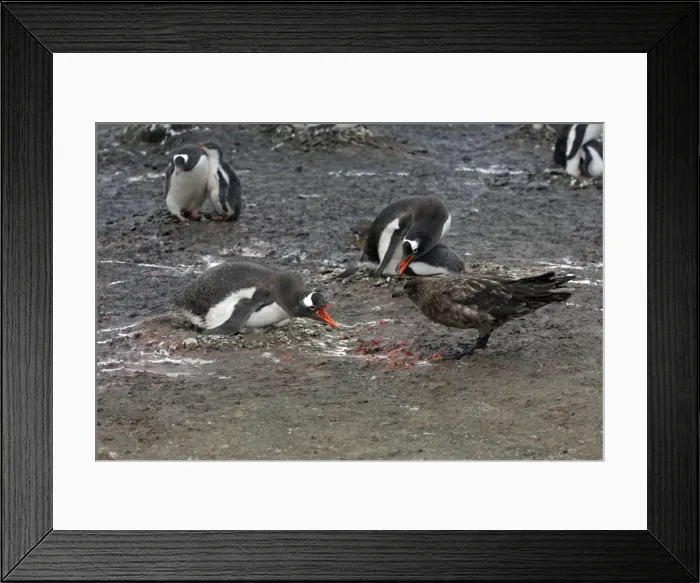 Framed Print : Picture No. 10888352 Framed Print : Picture No. 10888352