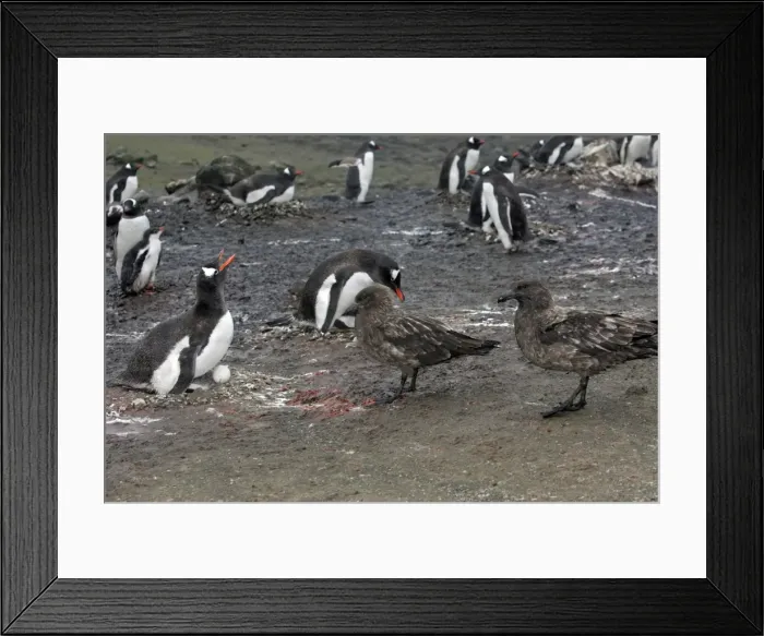 Framed Print : Picture No. 10888353 Framed Print : Picture No. 10888353