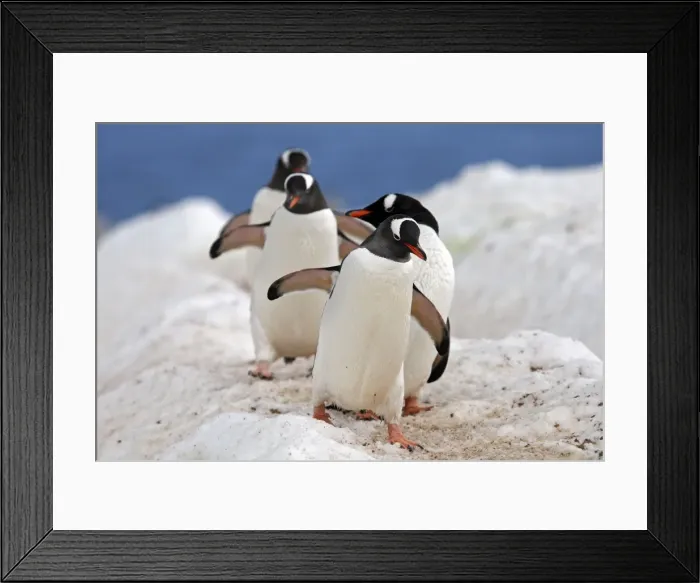 Framed Print : Picture No. 10888357 Framed Print : Picture No. 10888357