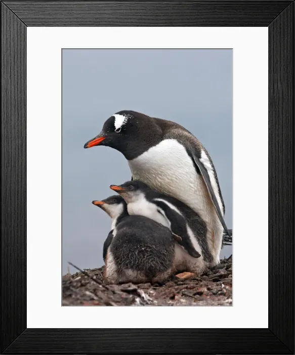 Framed Print : Picture No. 10888358 Framed Print : Picture No. 10888358