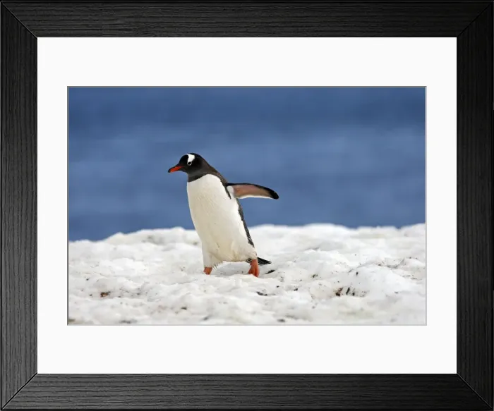 Framed Print : Picture No. 10888356 Framed Print : Picture No. 10888356