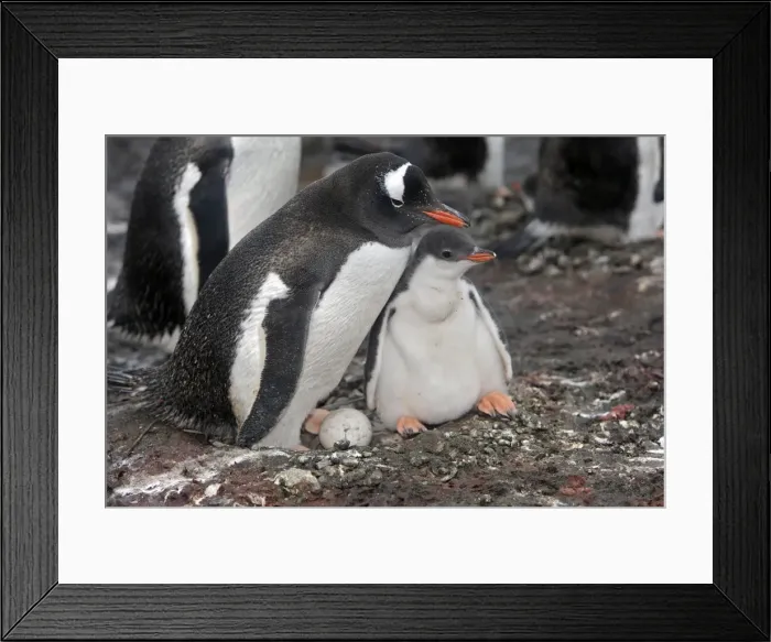 Framed Print : Picture No. 10888355 Framed Print : Picture No. 10888355
