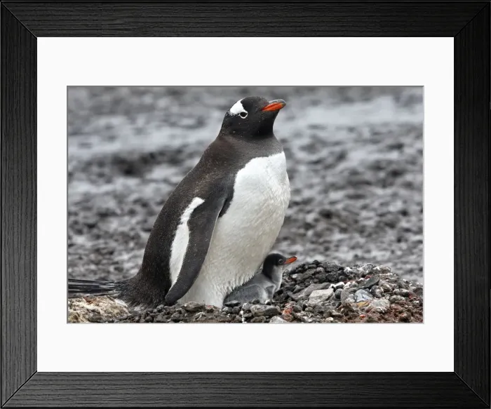 Framed Print : Picture No. 10888359 Framed Print : Picture No. 10888359