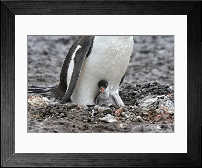 Framed Print : Picture No. 10888360 Framed Print : Picture No. 10888360