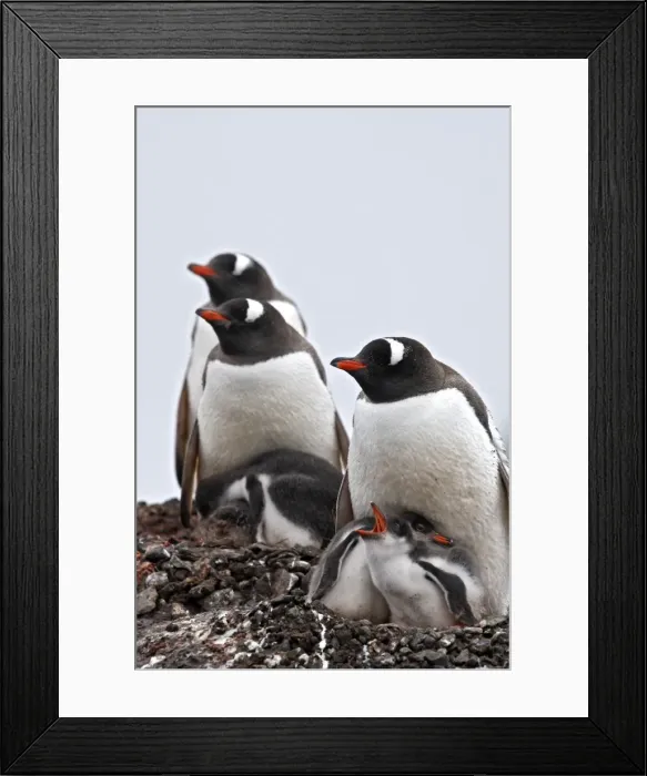Framed Print : Picture No. 10888361 Framed Print : Picture No. 10888361