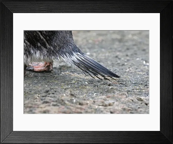 Framed Print : Picture No. 10888363 Framed Print : Picture No. 10888363