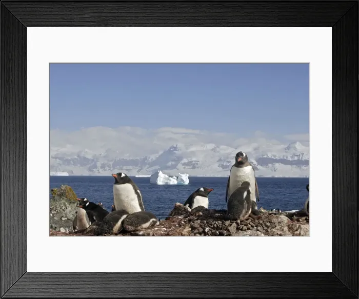 Framed Print : Picture No. 10888365 Framed Print : Picture No. 10888365