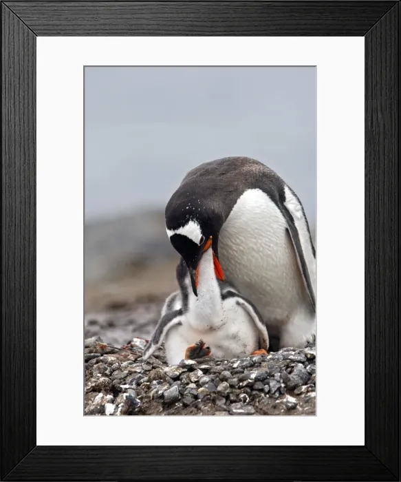 Framed Print : Picture No. 10888362 Framed Print : Picture No. 10888362