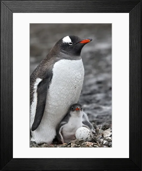 Framed Print : Picture No. 10888364 Framed Print : Picture No. 10888364