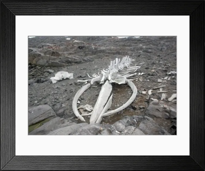 Framed Print : Picture No. 10888369 Framed Print : Picture No. 10888369