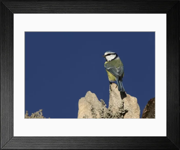 Framed Print : Picture No. 10888430 Framed Print : Picture No. 10888430