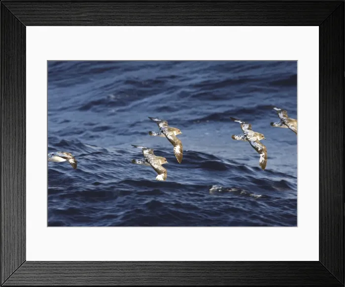 Framed Print : Picture No. 10888379 Framed Print : Picture No. 10888379