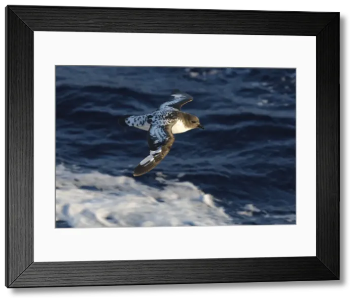 Framed Print : Picture No. 10888380 Framed Print : Picture No. 10888380
