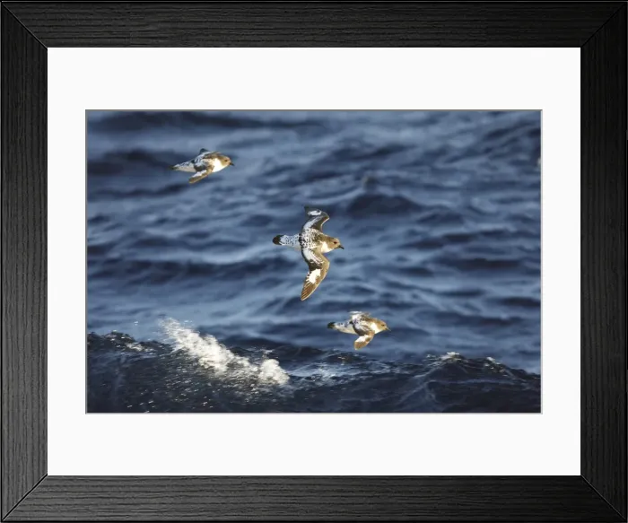 Framed Print : Picture No. 10888381