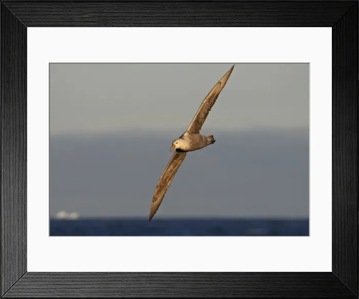 Framed Print : Picture No. 10888382