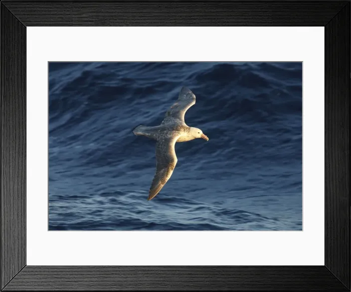 Framed Print : Picture No. 10888383 Framed Print : Picture No. 10888383