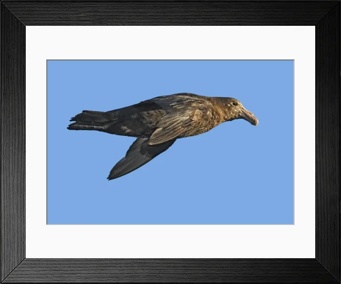 Framed Print : Picture No. 10888384
