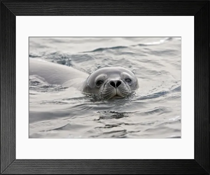 Framed Print : Picture No. 10888387 Framed Print : Picture No. 10888387