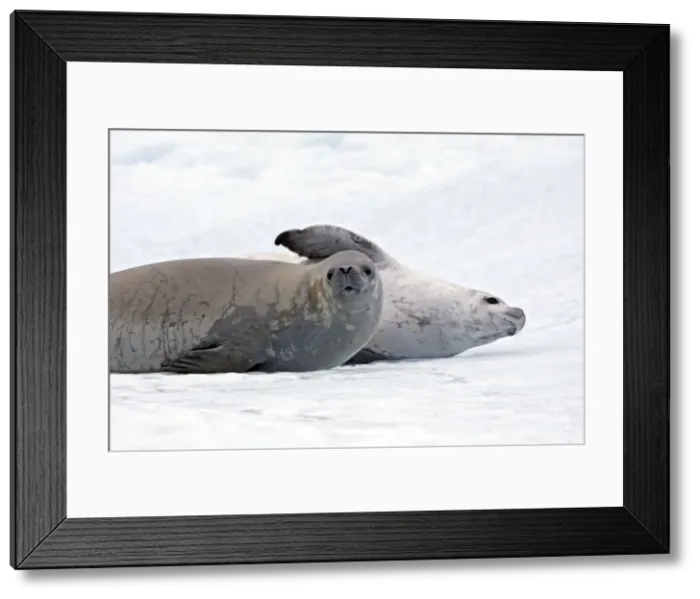 Framed Print : Picture No. 10888386 Framed Print : Picture No. 10888386