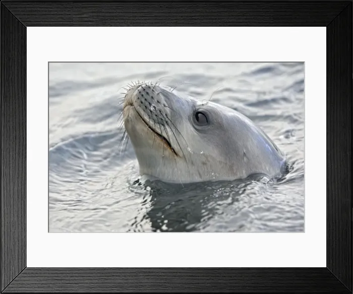 Framed Print : Picture No. 10888388 Framed Print : Picture No. 10888388