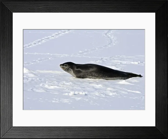 Framed Print : Picture No. 10888390 Framed Print : Picture No. 10888390