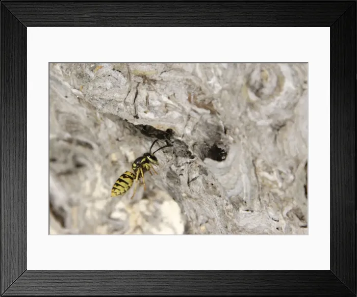 Framed Print : Picture No. 10888395 Framed Print : Picture No. 10888395