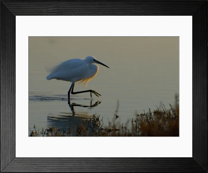 Framed Print : Picture No. 10888398 Framed Print : Picture No. 10888398