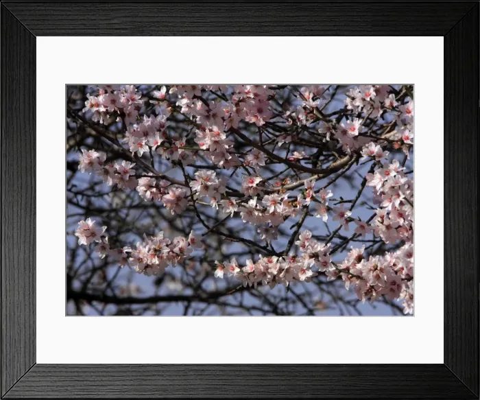Framed Print : Picture No. 10888399 Framed Print : Picture No. 10888399