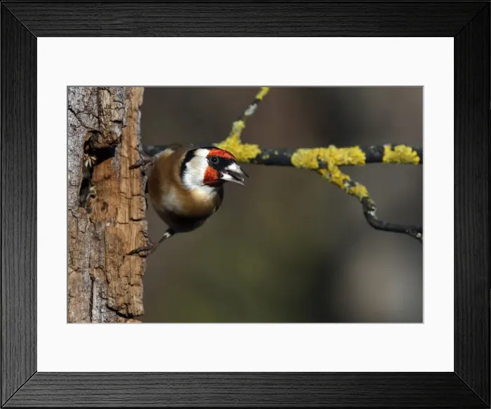 Framed Print : Picture No. 10888402 Framed Print : Picture No. 10888402