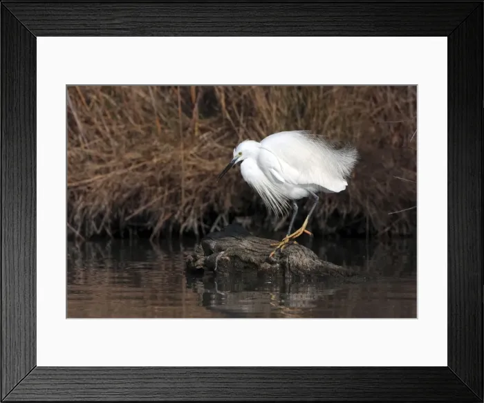 Framed Print : Picture No. 10888397 Framed Print : Picture No. 10888397