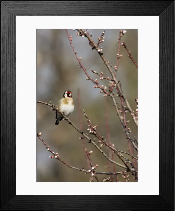 Framed Print : Picture No. 10888403 Framed Print : Picture No. 10888403