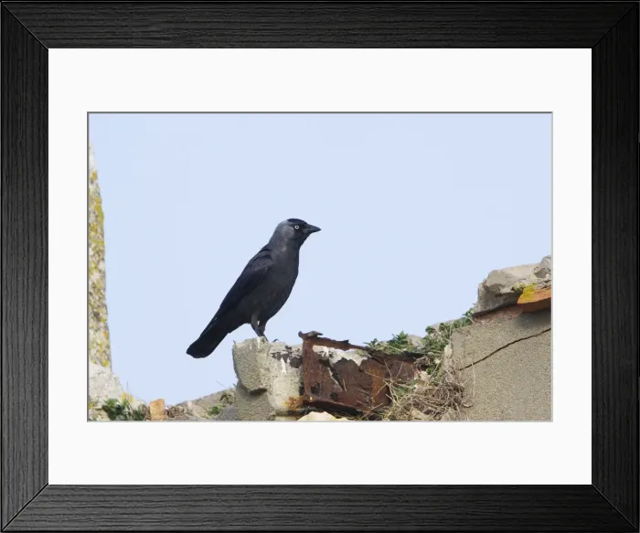 Framed Print : Picture No. 10888405 Framed Print : Picture No. 10888405
