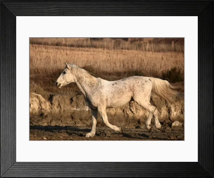 Framed Print : Picture No. 10888404 Framed Print : Picture No. 10888404