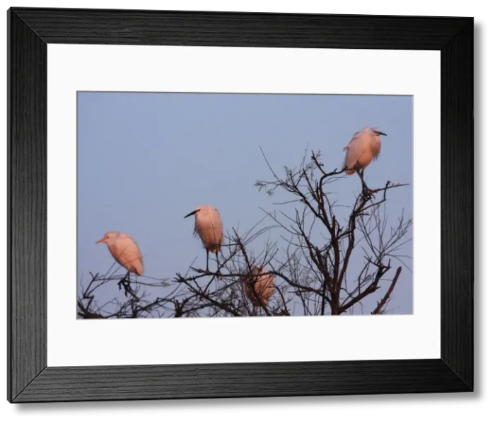 Framed Print : Picture No. 10888407 Framed Print : Picture No. 10888407