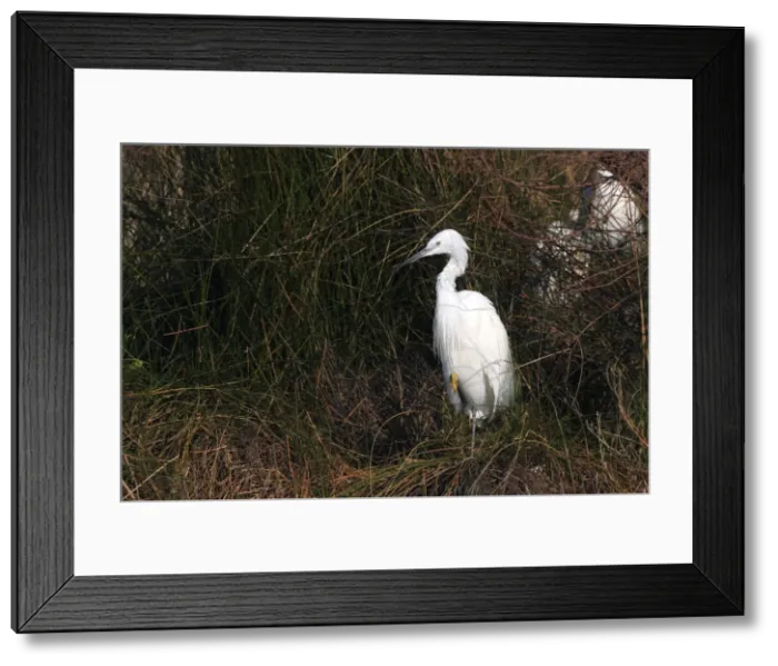 Framed Print : Picture No. 10888396