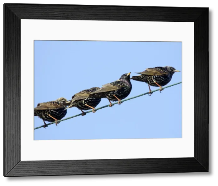Framed Print : Picture No. 10888408