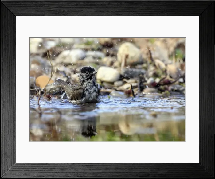 Framed Print : Picture No. 10888409 Framed Print : Picture No. 10888409